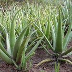 KNOW YOUR PLANTS – ALOE VERA