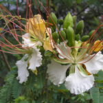 KNOW YOUR TREES – WHITE GULMOHAR