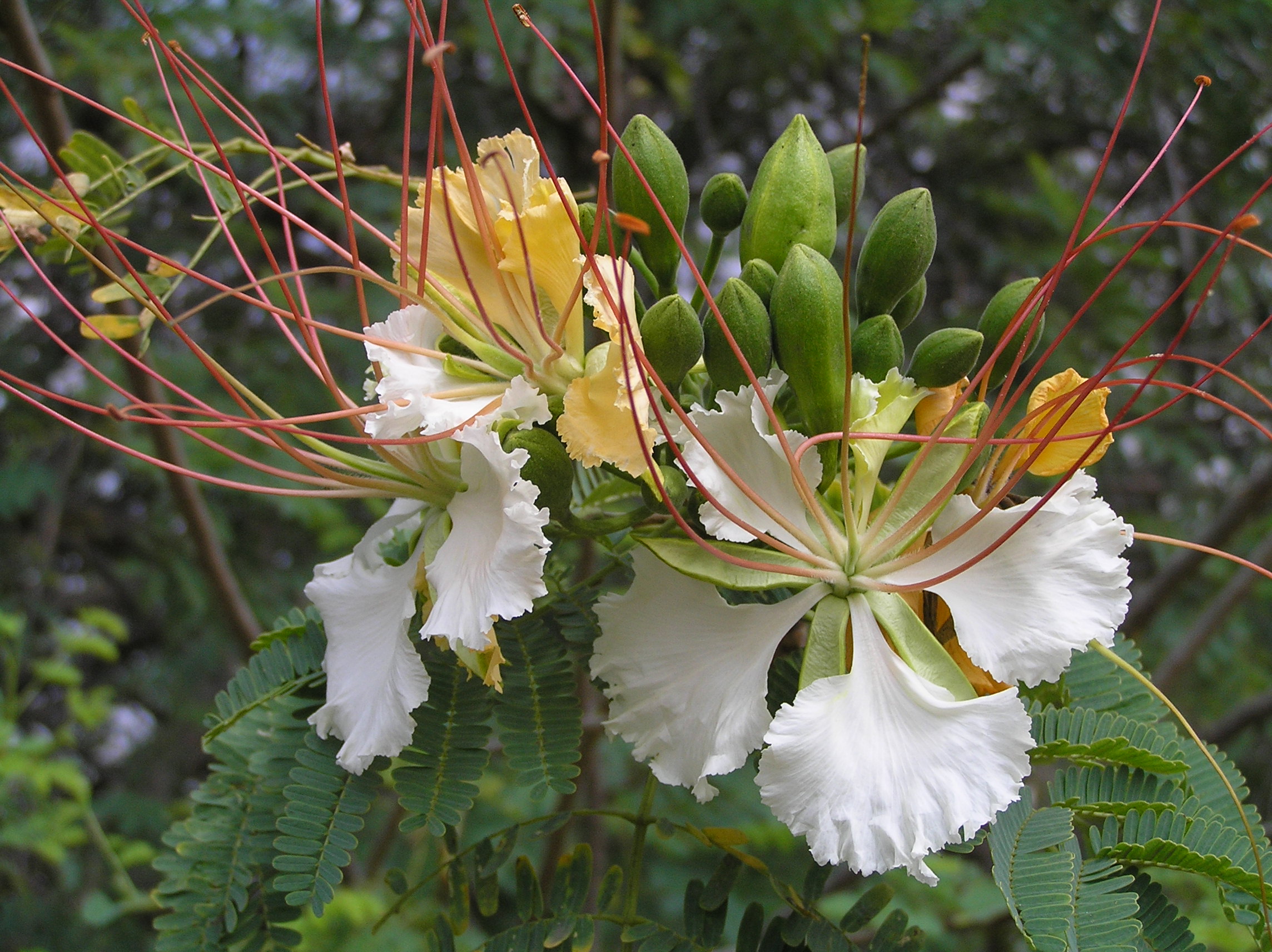 Read more about the article KNOW YOUR TREES – WHITE GULMOHAR